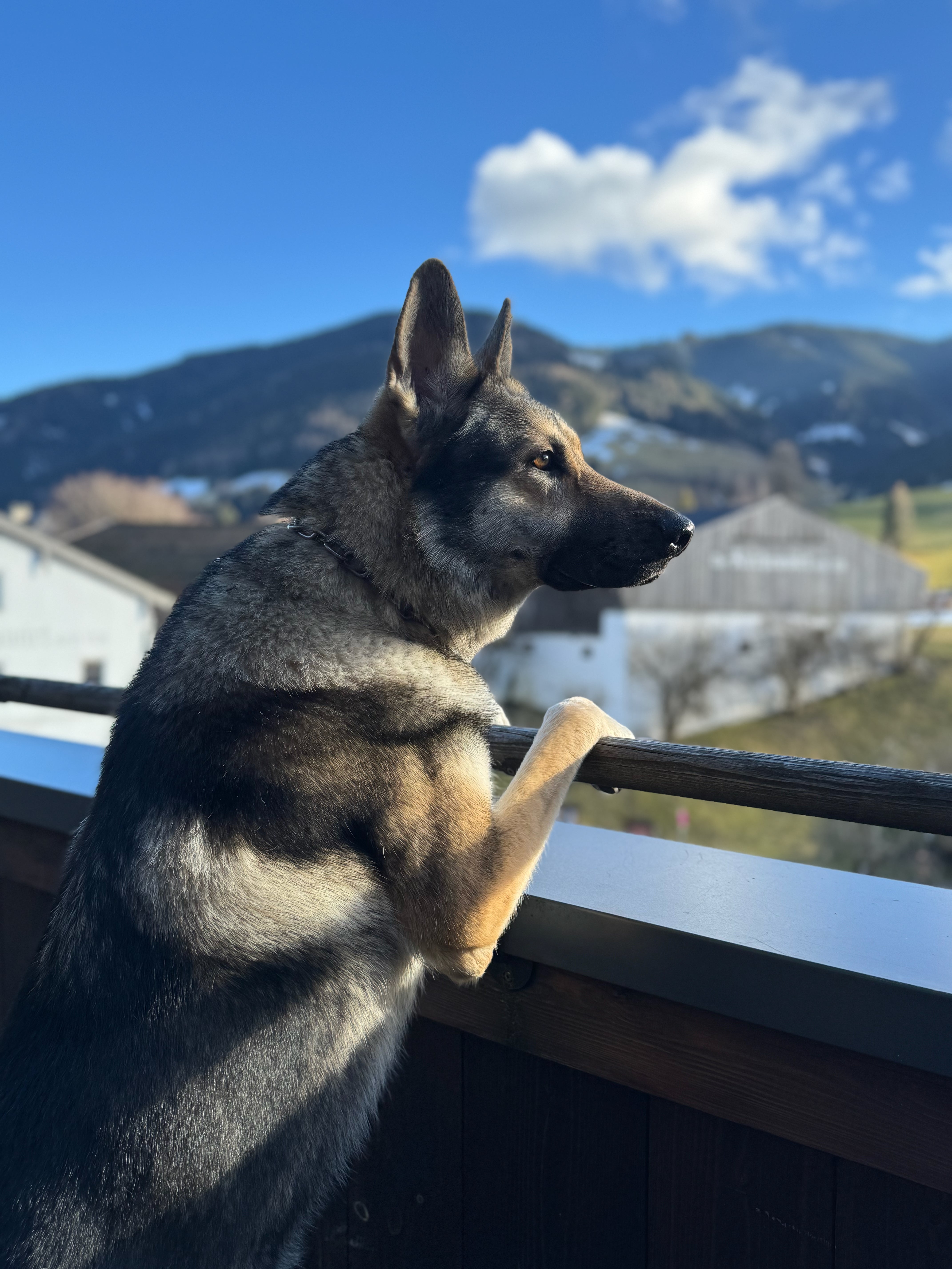Milo schaut aufmerksam zur Seite.